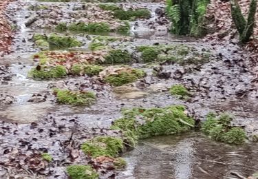 Randonnée Marche Tintigny - lahage le cron et les aires de fauldes - Photo