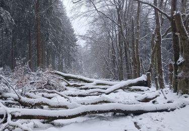 Percorso Marcia Spa - entre fagne et bois - version courte - Photo