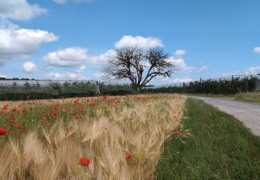 Tour Wandern Vallères - Vallères le Hay - Zig zag Lignières-de-Touraine - 27.2km 300m 6h00 (50mn) - 2024 06 05 - Photo