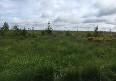 Tocht Stappen Jalhay - Les wez (fagnes) - Photo