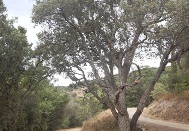 Randonnée Marche Reynès - Reynès, chemin des mas ... pas terrible  - Photo