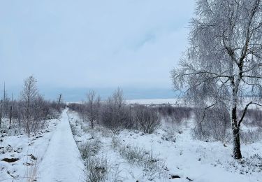 Trail Walking Waimes - La grande ronde des Fagnes à Waimes - Photo