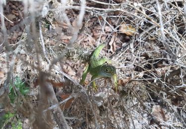 Tour Wandern Lauroux - Forêt de l'Escandorgue Sept 2019 - Photo