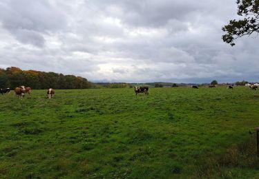 Trail Walking Marchin - Les cathédrales de Marchin - Photo