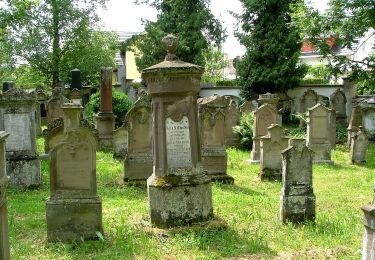 Tour Zu Fuß Bad Buchau - Querweg des Schwäbischen Albvereins (blauer Punkt) - Photo