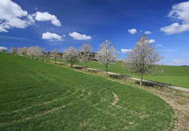 Tocht Te voet Zwönitz - Ww Zwönitz-Schatzenstein - Photo