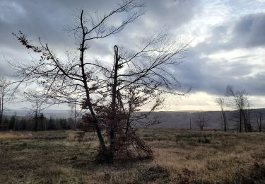 Trail Walking Gedinne - rando croix scaille 26-12-2023 - Photo