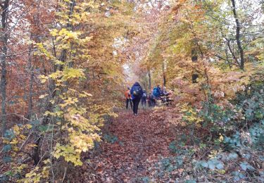 Trail Walking Fontainebleau - fontainebleau table du roi - Photo