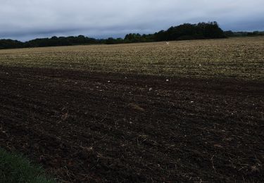 Randonnée Marche Cheverny - cheverny vin - Photo