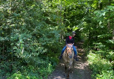 Trail Horseback riding Beaufort - C3A - Photo