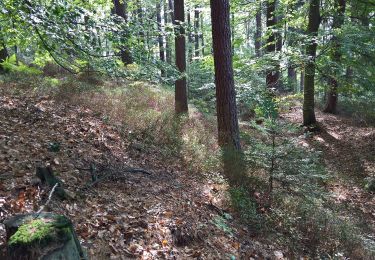 Trail On foot Miltenberg - Parkplatzrundwanderweg Rüdenau Lattweg 8 : Winnengrundweg - Photo