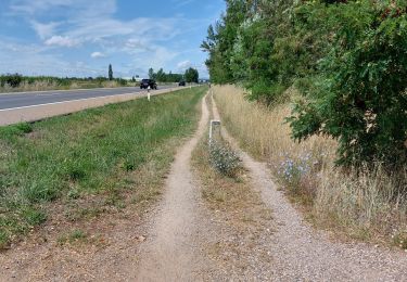 Trail Walking Valverde de la Virgen - 2023 20 hospital de burgo - Photo