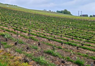 Trail Walking Gland - Gland du 24-04-2025 - Photo