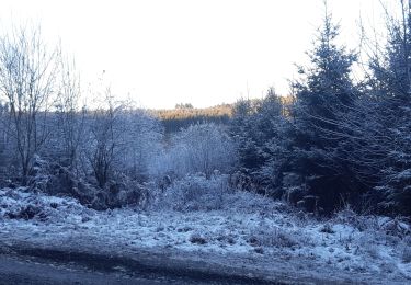 Tocht Stappen Vielsalm - petit tour au nord de Fraiture  - Photo