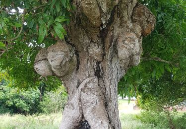 Tour Wandern Grand-Bourg - Marie Galante- Autour de Laureal - Photo