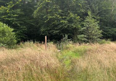 Trail sport Martelange - Anlier - Photo
