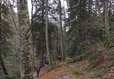 Tocht Stappen Castet - G3 caster  - Photo