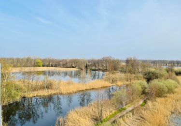 Trail Walking Zonhoven - De Wijers: Platwijers - Wijvenheide - Heidestrand (oranje) - Photo