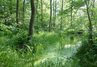 Tour Zu Fuß Wülknitz - Gebietswanderweg Roter Strich - Photo