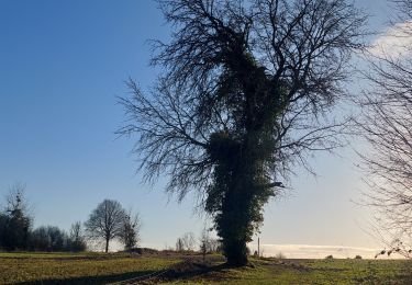 Randonnée Marche Binche - Entre Buvrinnes et Bonne-Espérance - Photo