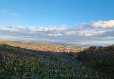 Tocht Stappen Dambach-la-Ville - ARCA Dambach - Photo