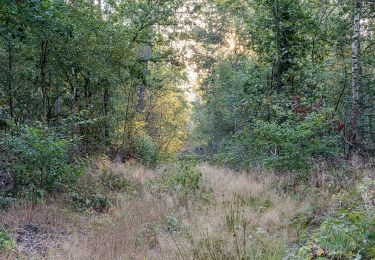 Tour Zu Fuß Dülmen - Linnert Rundweg A1 - Photo