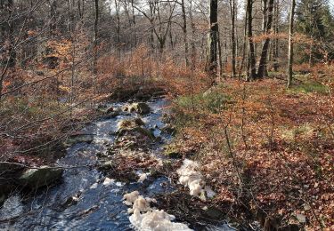 Randonnée A pied Eupen - Zur Blockhütte und Diepbach - Photo