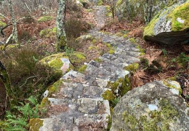 Trail sport Milly-la-Forêt - Itinéraire créé le 04/02/2025 15:32 - Photo