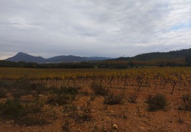 Trail Trail La Crau - Le Fenouillet et château d' Hyères  - Photo