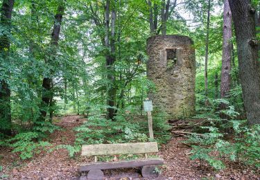 Excursión A pie Oebisfelde-Weferlingen - Lappwald Rundwanderweg 16 - Photo