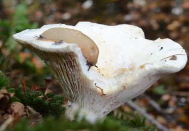 Percorso A piedi Arnhem - Warnsborn - Photo