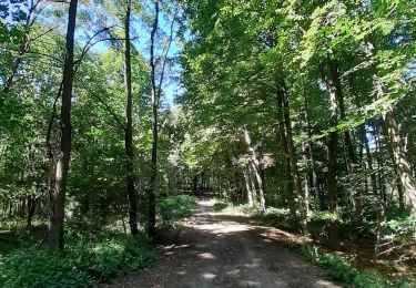 Randonnée Marche Braine-le-Comte - Papotages au bois - Photo