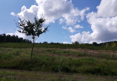 Trail Walking Manhay - 2021-06-30_10h25m20_Cirkwi-PLANTISSE_(Commune_de_MANHAY) - Photo