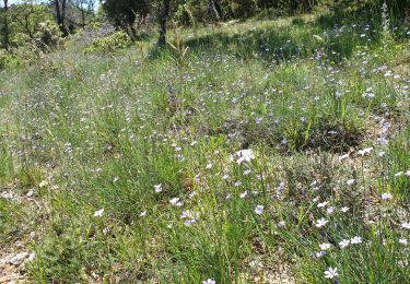 Tour Wandern Signes - Limate - Photo