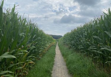 Trail Walking Halle - S-GR Groene Gordel :  Halle - Groenendael - Photo