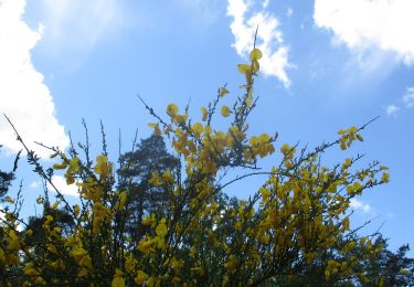 Tour Wandern Oissel - 20210518-Foret de Oissel - Photo