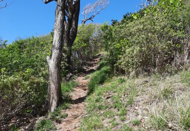 Tour Wandern Sainte-Anne - Reconnaissance sur une partie du parcours.  - Photo