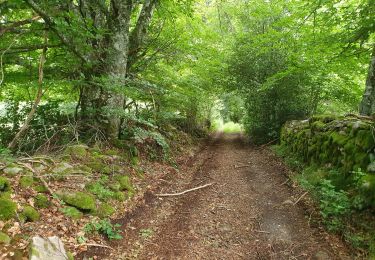 Trail Walking Saint-Merd-les-Oussines - RA2020 MIV Tour Tourbière Loigeroux - Photo