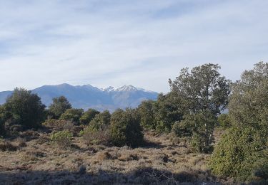 Tour Wandern Caixas - Fontcouverte Mont-Helena Chapelle Saint-Marc Boucle - Photo