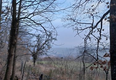 Tour Wandern Hunaweier - Hunawihr 2025-01 - Photo