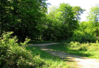 Trail Walking Trosly-Breuil - en forêt de Compiègne_28_les Tournantes sur le Mont Saint-Mard et sur le Mont Collet - Photo