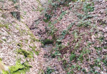 Tour Wandern Esneux - parcours santé Bois Saint Paul  Flemalle - Photo