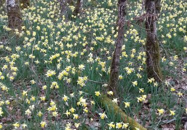 Trail Walking Saint-Ythaire - Saint Ythaire  Les Jonquilles page 104 - Photo