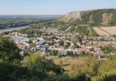 Percorso A piedi Hainburg an der Donau - Hainburg: Hexenbergweg - Photo