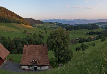 Trail On foot Wald (ZH) - Wald - Scheidegg - Photo