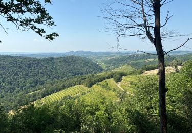 Trail Walking Brda - Circuit Trcinka - Photo