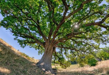 Tour Wandern Murs - Murs-StHubert - Photo