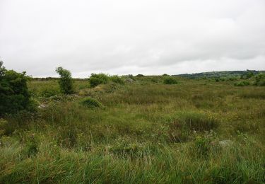 Trail On foot Roscommon Municipal District - Slieve Dart - Photo