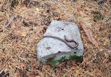 Randonnée Marche Fontainebleau - 27 sep 19 désert d apremont - Photo