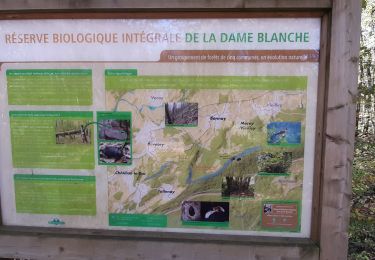 Trail Walking Besançon - dame blanche depuis petites baraques. - Photo